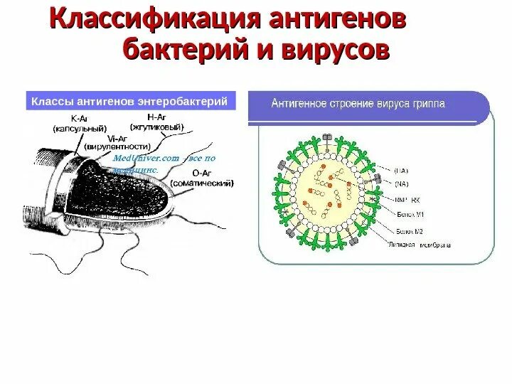 Антигенные свойства бактерий. Антигенная структура бактериальной клетки. Антигенное строение бактериальной клетки. Антигенная структура бактерий. Антигены микроорганизмов схема.