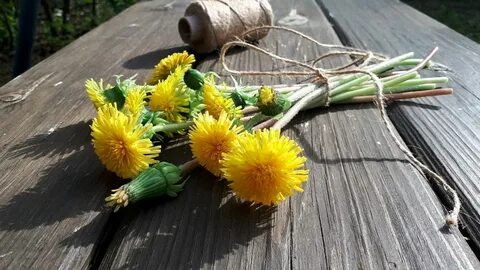 Что можно сделать из одуванчиков