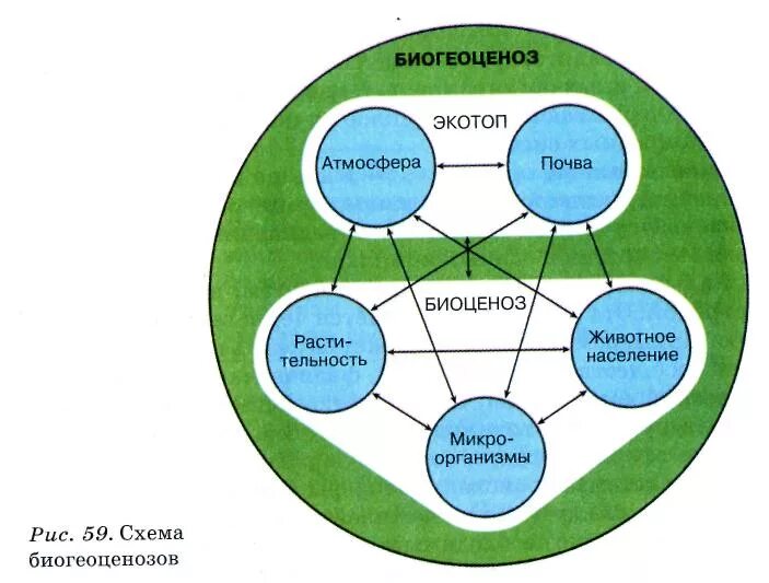 Схеме структуры биогеоценоза (экосистемы):. Схема взаимосвязи в биогеоценозе. Структура экологической системы схема. Экологическая структура биоценоза схема. Первостепенную роль в развитии биоценозов выполняют