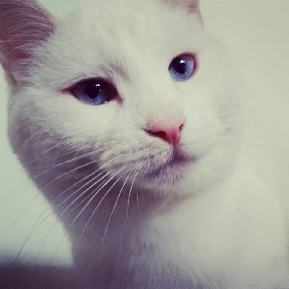 Кот качает головой под. Белый кот мем. catjam. гифка catjam. белый кот из мема.
