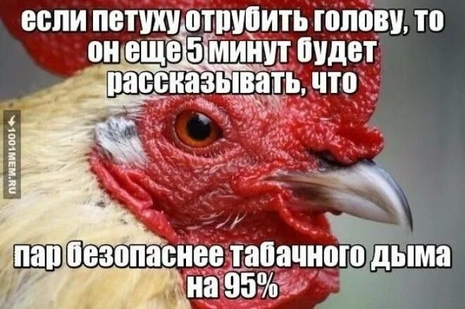 Петуху отрубили голову. Мемы про вейперов. Вайпер петух. Петух Мем.