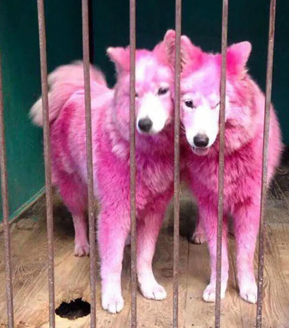 Почему собаки розовые. Розовая собака. Самоеды розовые. Собаки самоеды розовые. Самоеды розовые щенки.