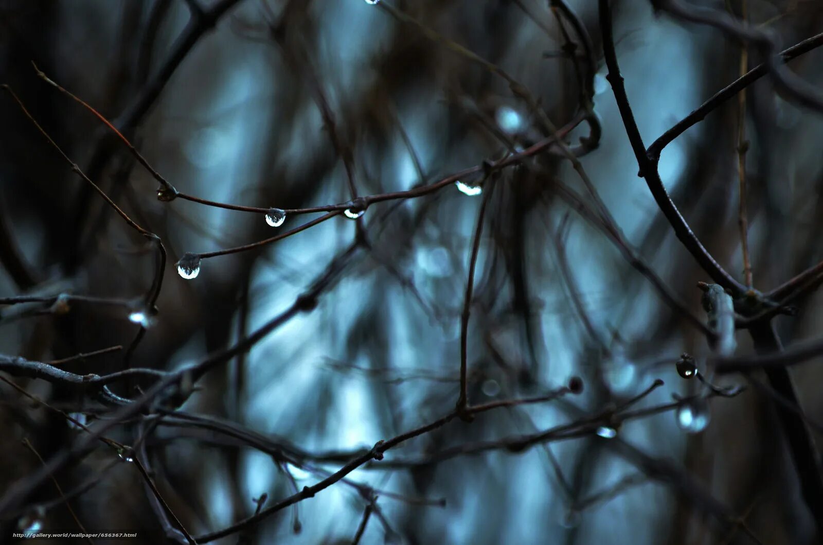 Веточки деревьев с росой. Поздняя осень. Капли дождя на ветках. Капли на ветках. Береза дождь.