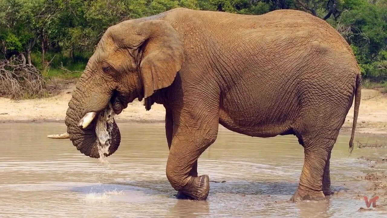 Слоны какой слон крупнее. Саванный слон и Африканский слон. Африканский саванский слон. Африканские слоны (Loxodonta). Африканский саванный слон гиганты.