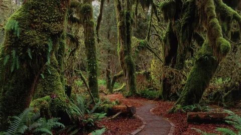 Forest 10