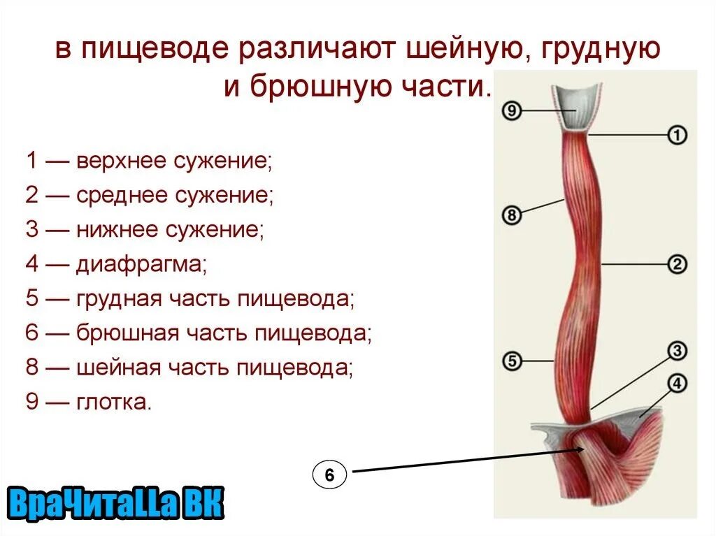 Пищевода студфайл. Пищевод человека анатомические сужения. Пищевод строение анатомия. Схема строения пищевода сужения. Строение пищевода сужения.