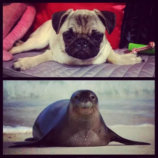 The little seal is laughing at us. Мопс тюлень. Упоротые мопсы. Мопс морж. Мопс на диване.