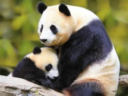 Pandas period