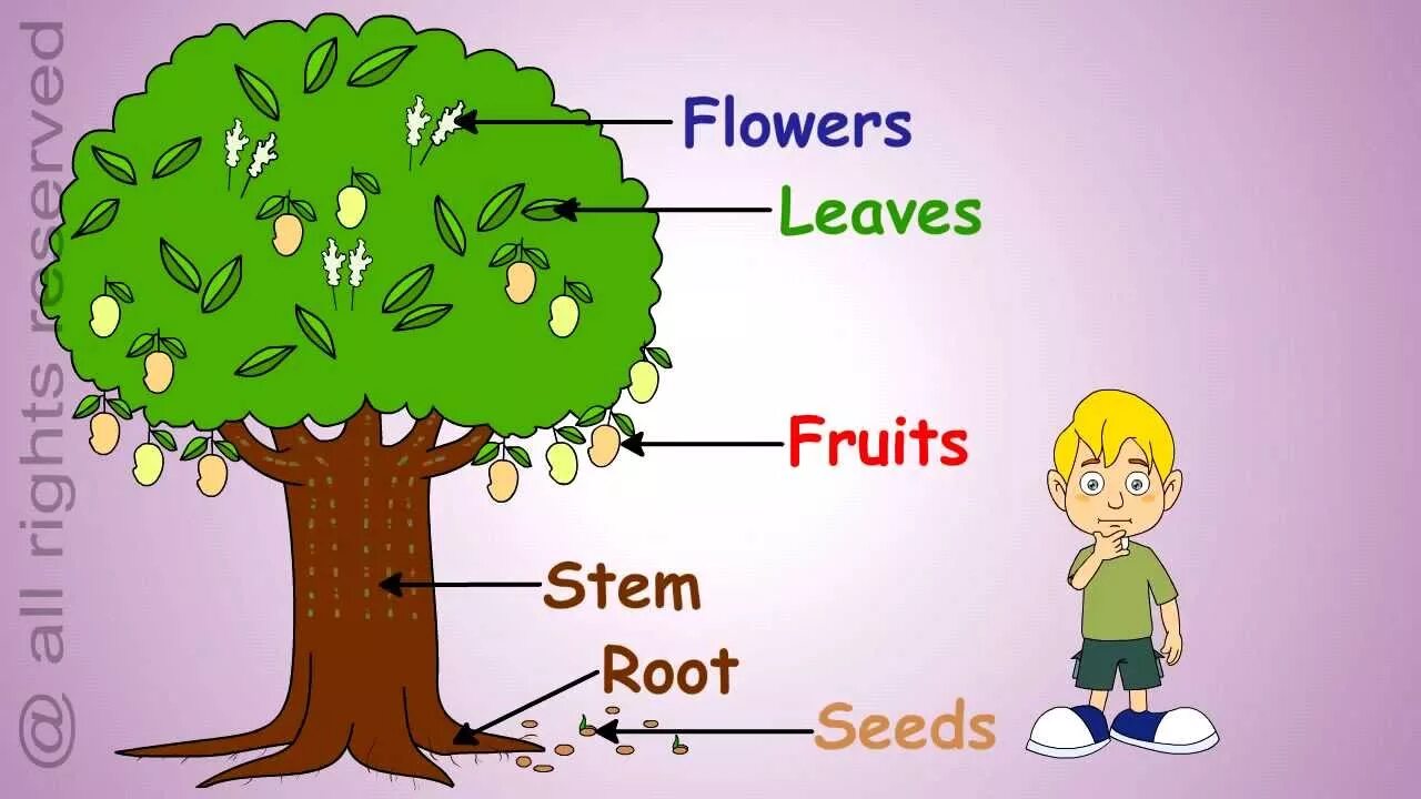 Plants kinds. Plants для детей. Растения на английском. Растения и деревья на английском. Части растения на английском языке.