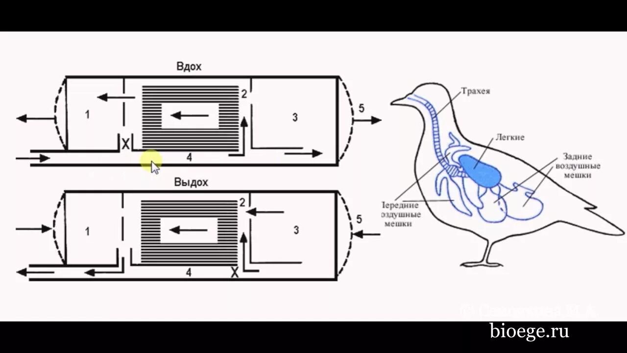 Имеют ли легкие птицы. Схема дыхательной системы птицы. Схема процесса двойного дыхания птицы. Механизм дыхания птиц схема. Схема движения воздуха в дыхательной системе птиц.