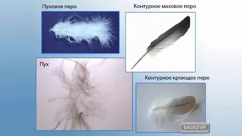 Разновидности перьев