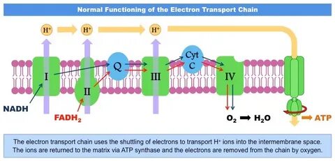 Менің ағамның әйелімен порно секс көру