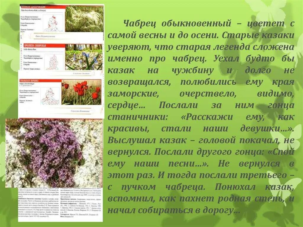 Чабрец цветок описание. Чабрец трава описание. Чабрец тимьян ползучий описание. Чабрец тимьян ползучий описание. Чабрец лечебные свойства и противопоказания для мужчин.