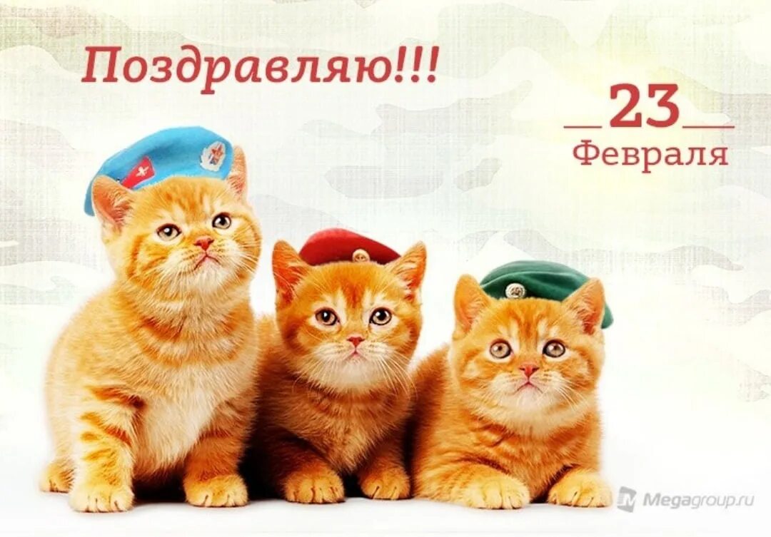 С днем защитника котиков. С 23 февраля котики. Котик поздравляет с 23 февраля. С днем защитника Отечества кошки. Поздравление с 23 февраля с котом.