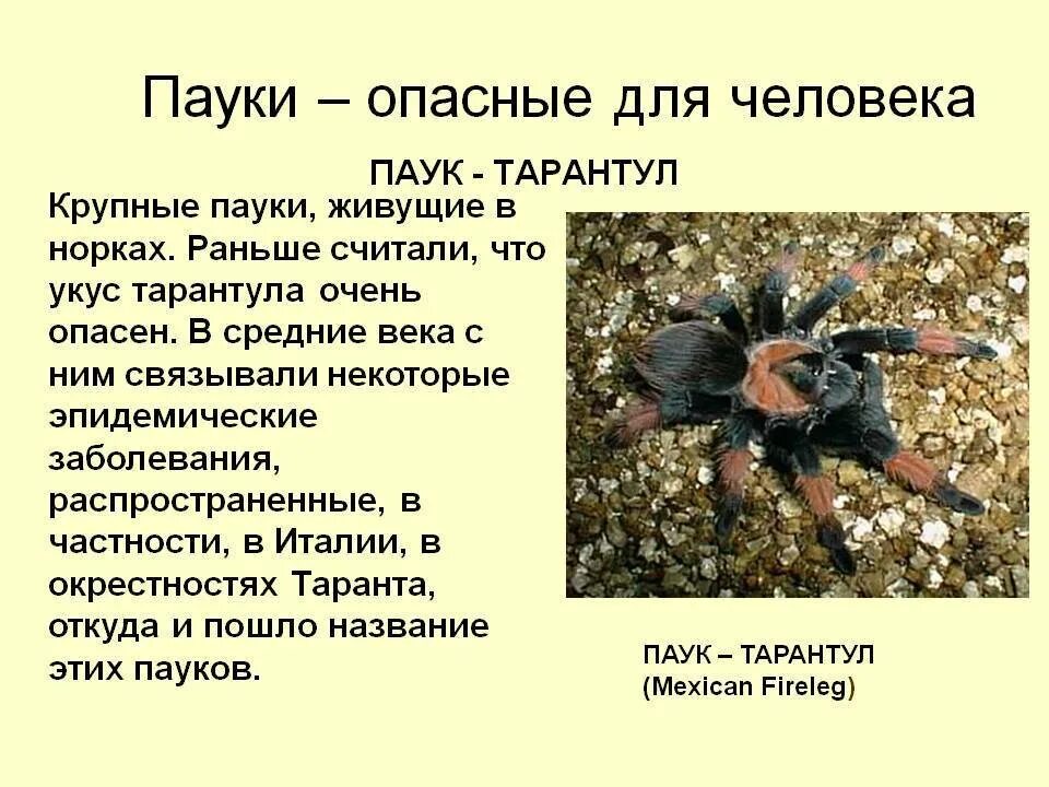 Паук птицеед опасен. Паук птицеед ядовитый для человека. пауки тарантулы опасны для человека. пауки птицееды опасны для человека. паукообразные опасные для человека.