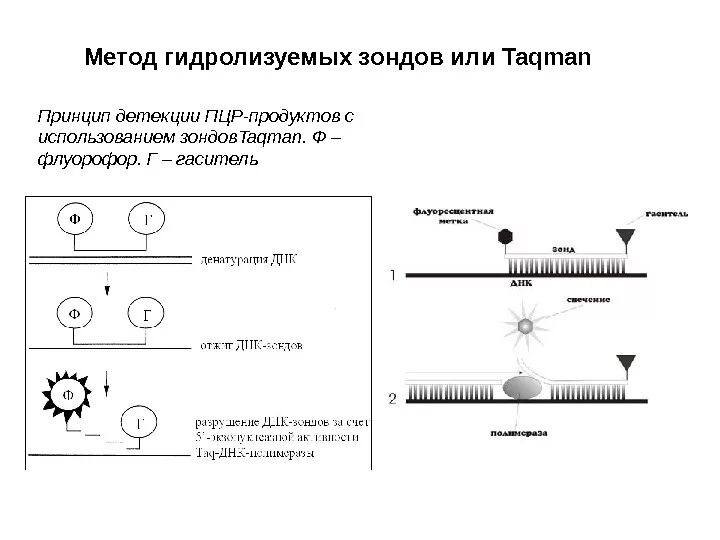 Метод детекции пцр. Зонды реал тайм пцр taqman. методы детекции пцр-продуктов. метод детекции результата пцр. метод пцр схема.