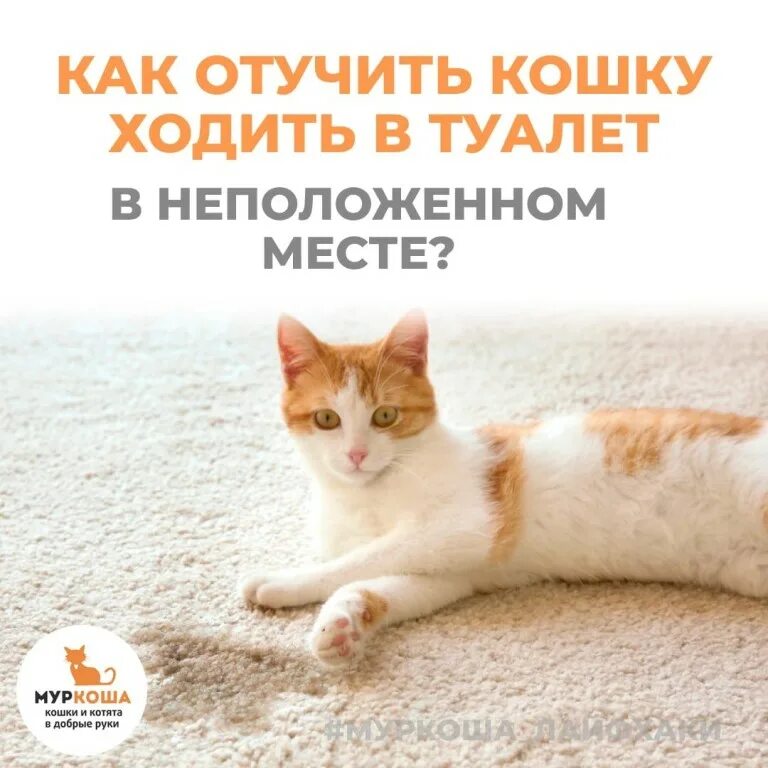 Как отучить кота. Как отучить кота гадить в неположенном месте. как отучить котёнка гадить в неположенном месте. как отучить кошку. как отучить кота гадить.