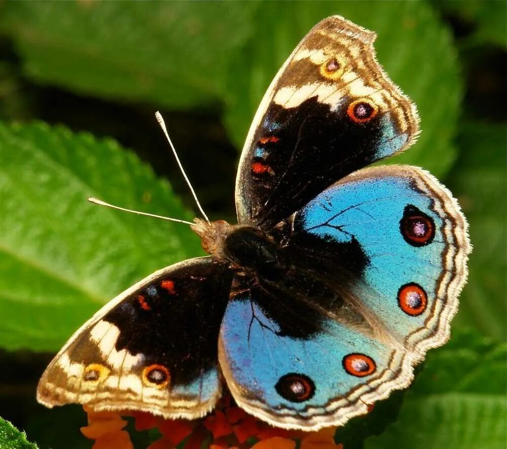 Название самых красивых бабочек. Семейство Нимфалиды бабочки. Нимфалида Орифия. Бабочка Нимфалида. Бабочки семейства Нимфалиды дневные.