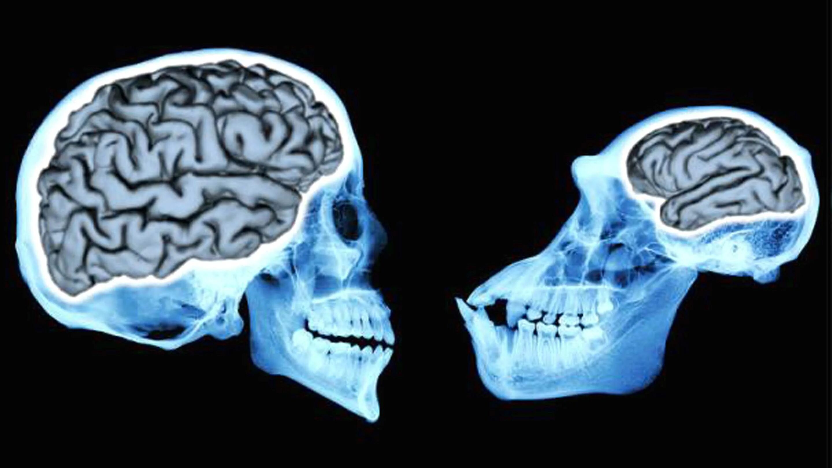 Эволюция размера мозга. Мозг человека и приматов. Головной мозг человека и обезьяна. Мозг человека и мозг обезьяны. Объем мозга человека и шимпанзе.