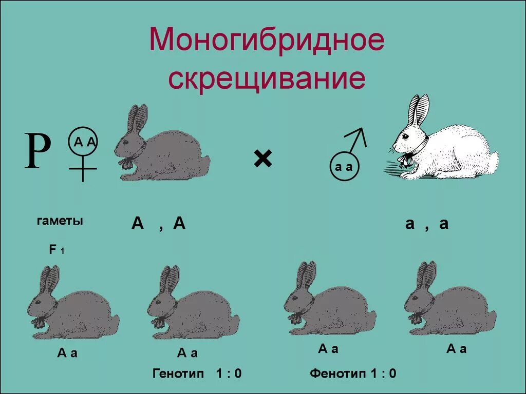 Моногибридное скрещивание первый и второй. Моногибридное скрещивание это скрещивание. Генетика моногибридное скрещивание. Моногибридное скрещивание генотип. Анализирующее скрещивание.