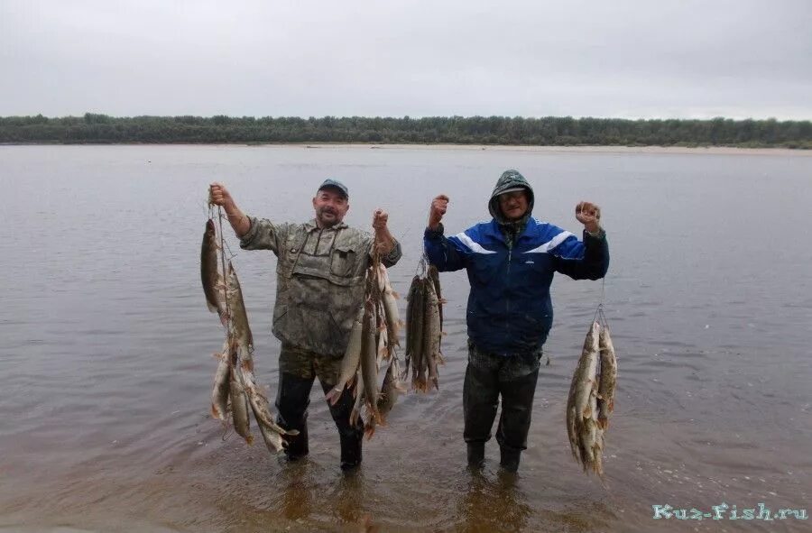 Клев в нижневартовске