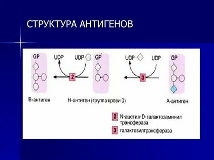 По отношению к антигену а1 справедливо утверждение