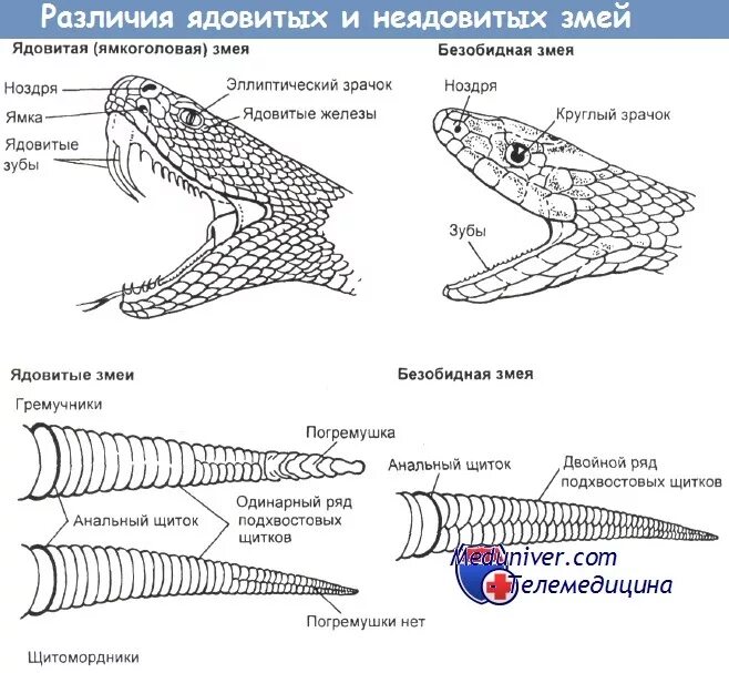 Различие ядовитых и неядовитых змей. Отличие ядовитых змей от неядовитых. Отличить ядовитую змею от неядовитой. Как отличить ядовитых змей. Как отличить ядовитые