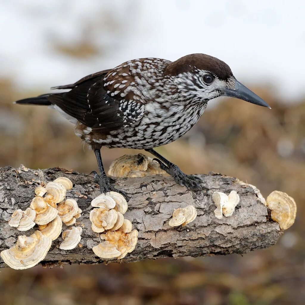 Кедровка. Камчатская кедровка. Кедровка на кедре. Кедровка. Кедро́вка nucifraga caryocatactes.