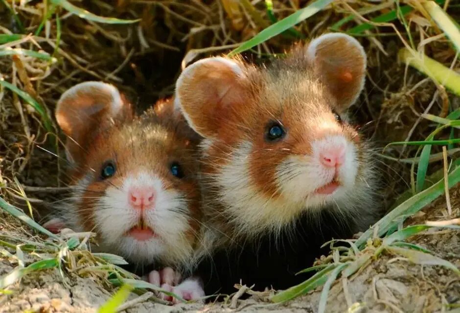 Милый хомячок. Полевой хомяк карбыш. 5 июля хомяк. Хомячек. Джунгарский хомяк в домашних условиях.