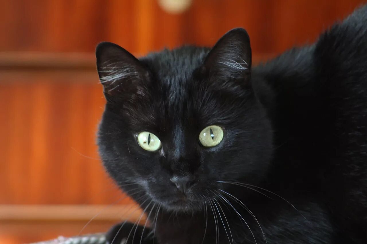 Порода кошек с черными глазами. Бомбейская кошка длинношерстная. Бомбейская кошка черно белая. Сибирский гладкошерстный кот черный. Чёрная кошка порода Бомбейская.