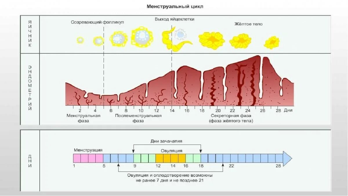 Нормальный менструальный цикл схема. Матка во 2 фазе цикла. Фазы менструального цикла схема. Маточный цикл фазы схема.