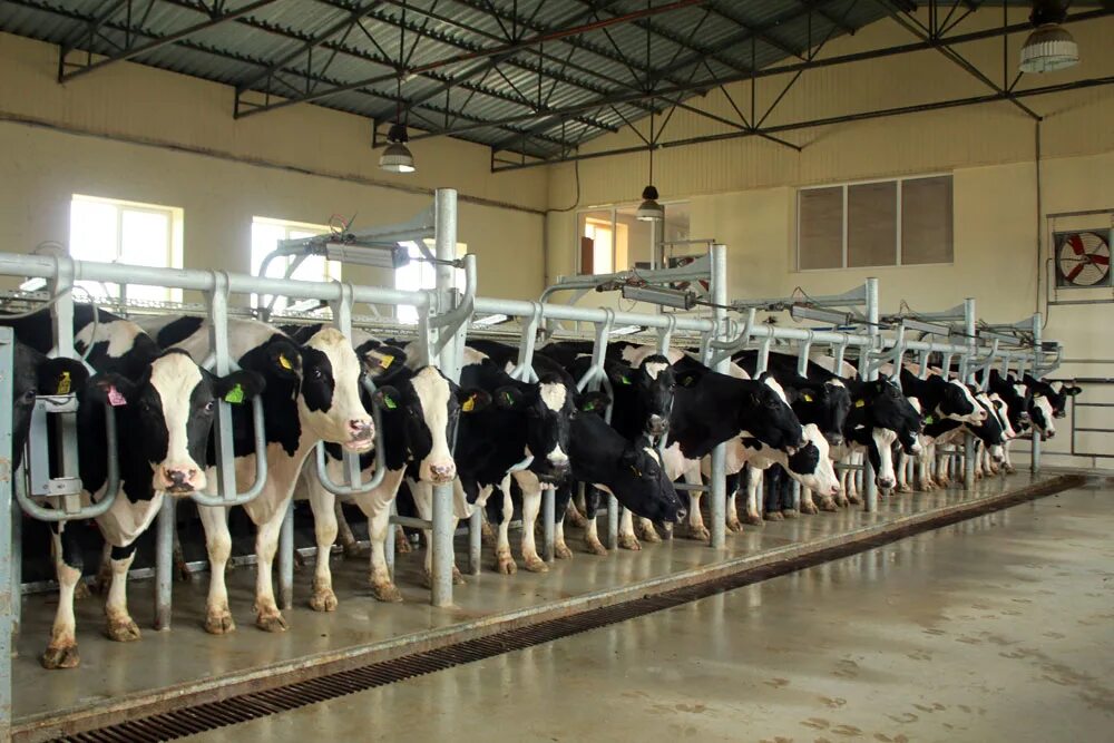 Зао крс. Племрепродуктор коров. Зао крс. Племенной завод ручьи торошковичи. Зао «капитальный ремонт скважин».