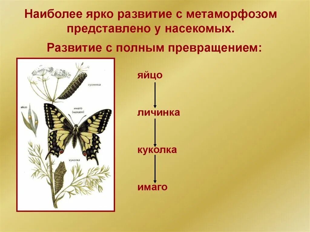 Тип развития с метаморфозом и прямое. Яйцо личинка куколка имаго. стадии развития яйцо личинка имаго. последовательность стадий развития насекомых с полным превращением. стадии развития насекомых с полным превращением.