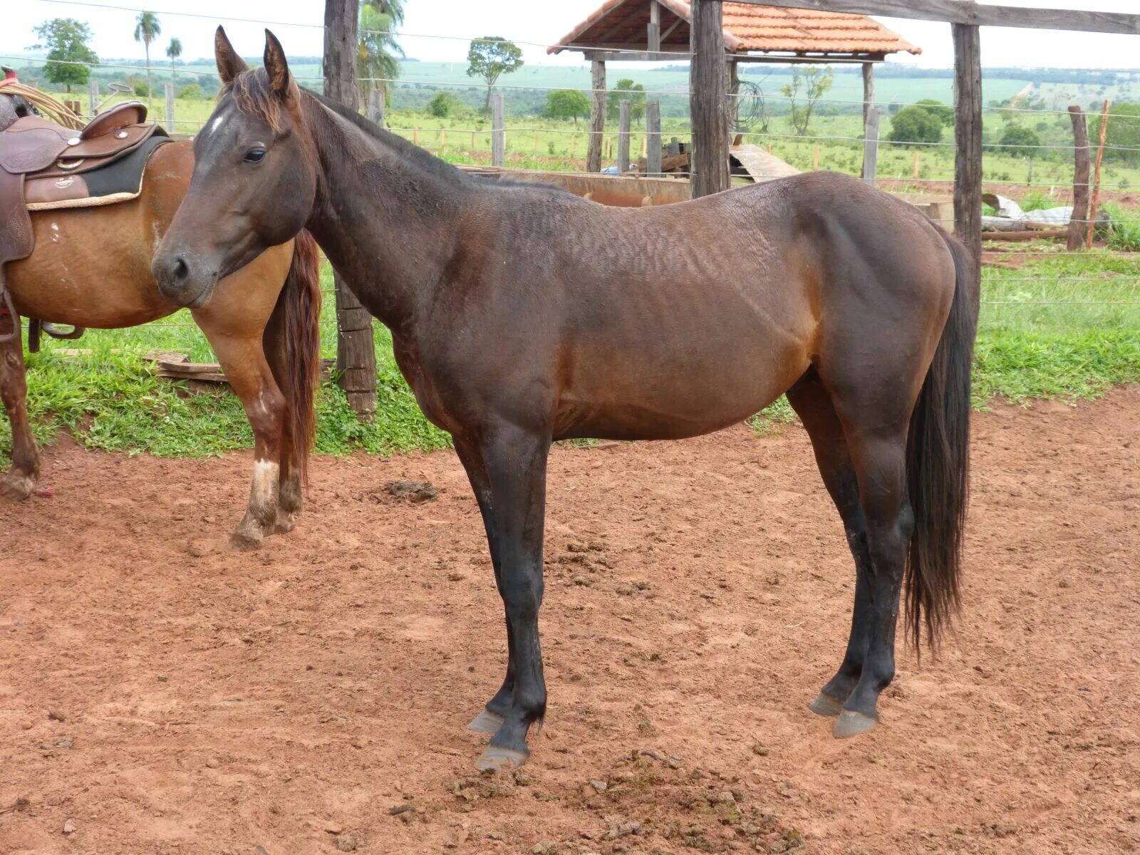 Четверть лошади. Четвертная лошадь. Четвертьмильная лошадь. Colt animal.