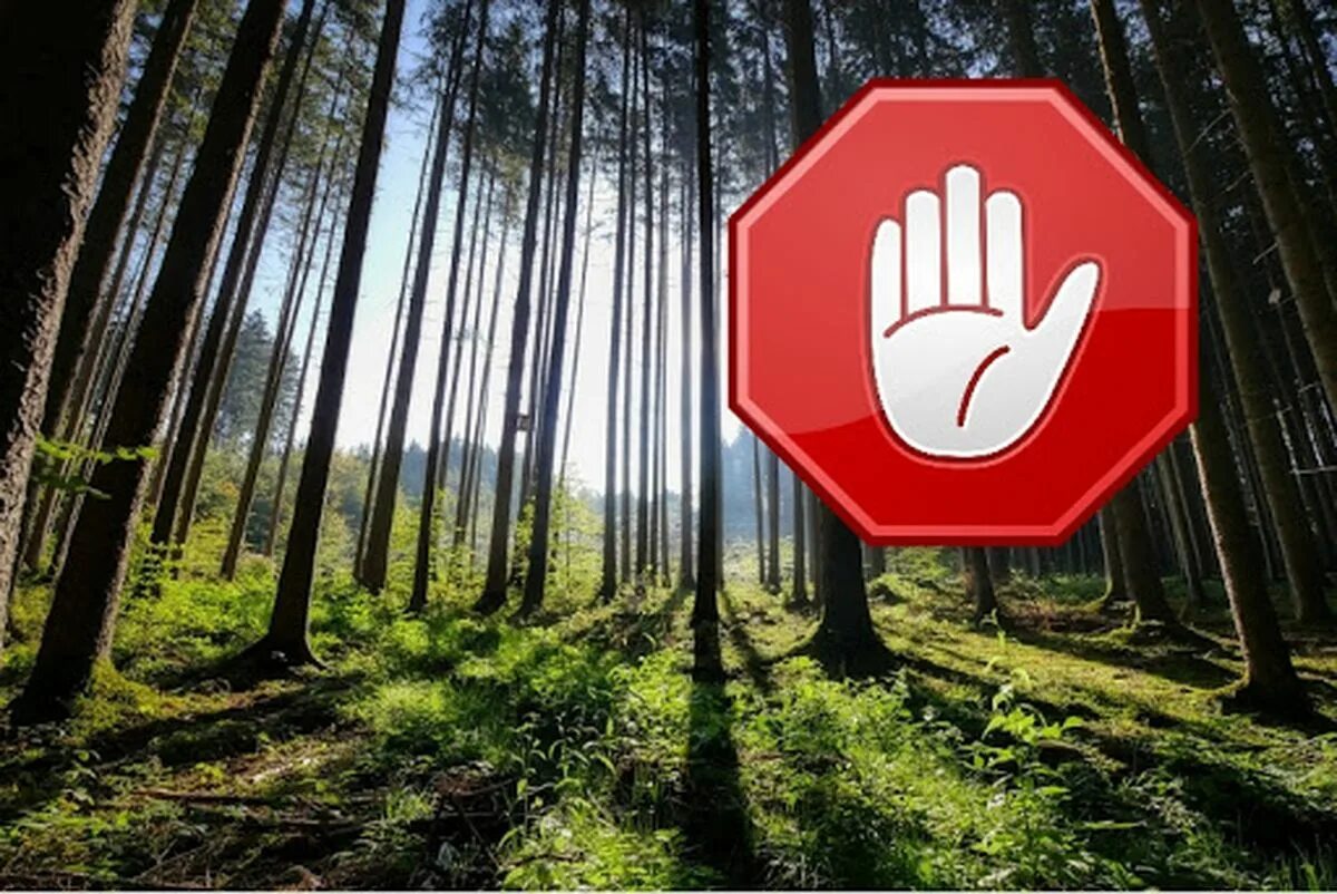 Запрет в лесах беларуси. Посещение леса запрещено. Ограничение посещения леса. Ограничение пребывания граждан в лесах. Запрет лесов.