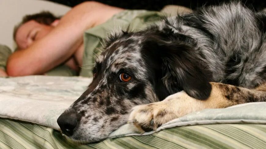 щенок спит. милые спящие животные. спящие щенки. спящий песик. сон взять щенка.