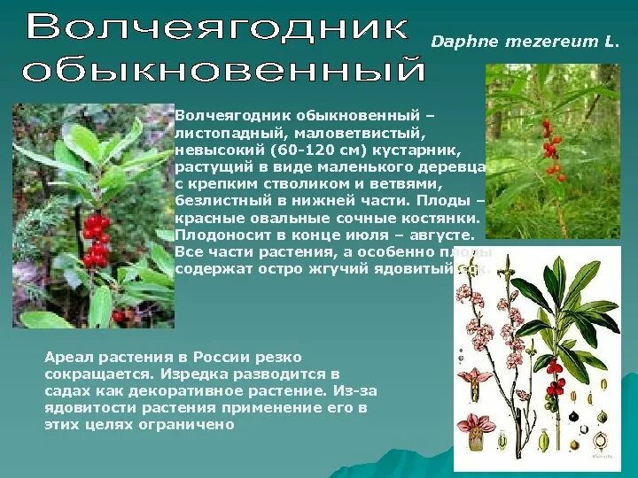 Дафна волчеягодник. Волчье лыко кустарник. Дафна волчеягодник. Волчеягодник обыкновенный. Волчье лыко ядовитое.