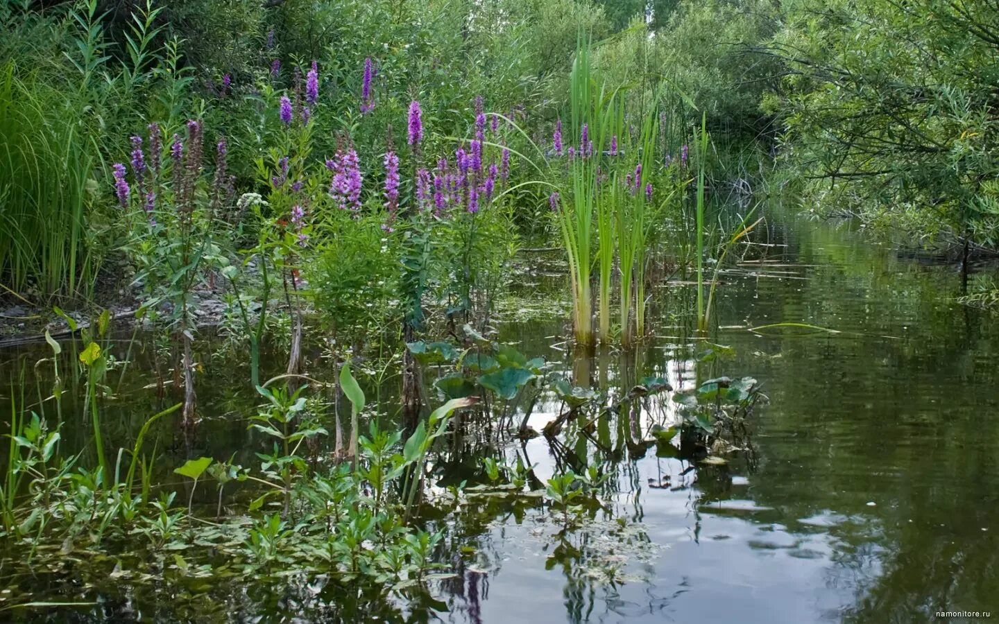 люпин белозерный. камыш прибрежно водное растение. вахта болотная трёхлистная трава. плакун-трава. растение произроставшее возле реки.