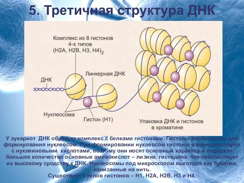 Связана с белками гистонами. Гистоны строение. Третичная структура ДНК. Гистоны ДНК. Гистоны структура.