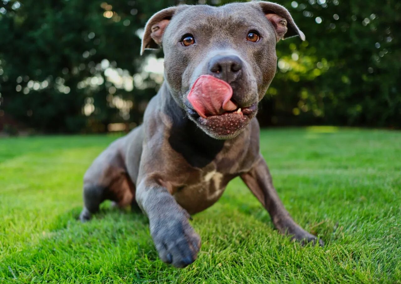 Pit bull terriers виды. Американский питбультерьер. Стаффордширский питбультерьер. Американский стаффордширский бультерьер. Стаффордширский терьер американский питбультерьер.