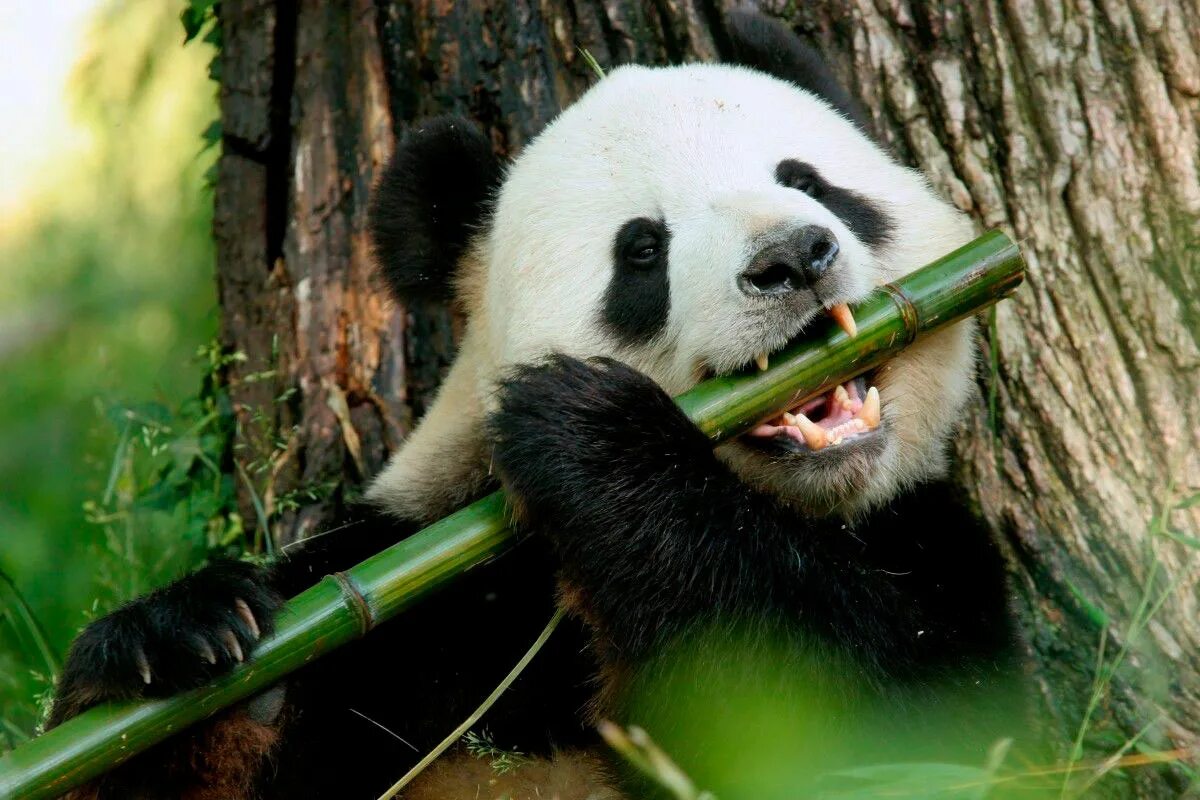 Большая панда что едят. Панда на бамбуке. Большая Панда ест бамбук. Большая бамбуковая Панда. Большая Панда бамбуковый медведь.