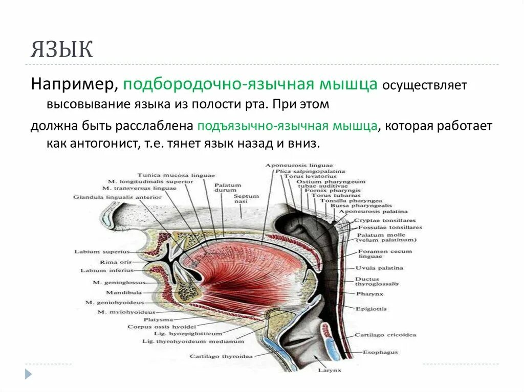 Подъязычная мышца языка. Подбородочно-язычная м. подбородочно язычная мышца. подпорояно-языяная мышца.