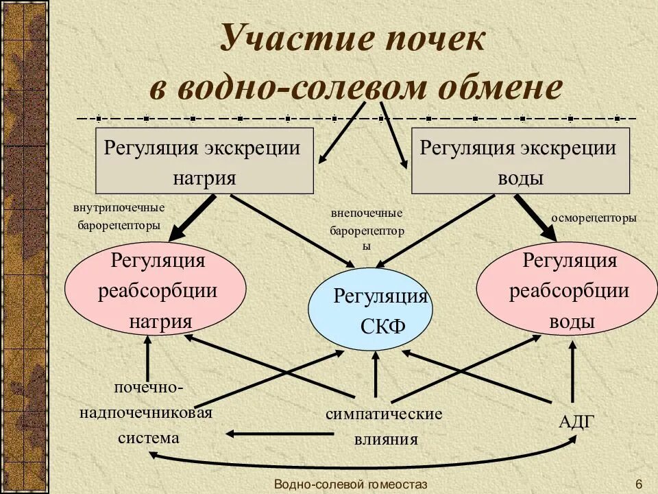 Обмен воды в почках