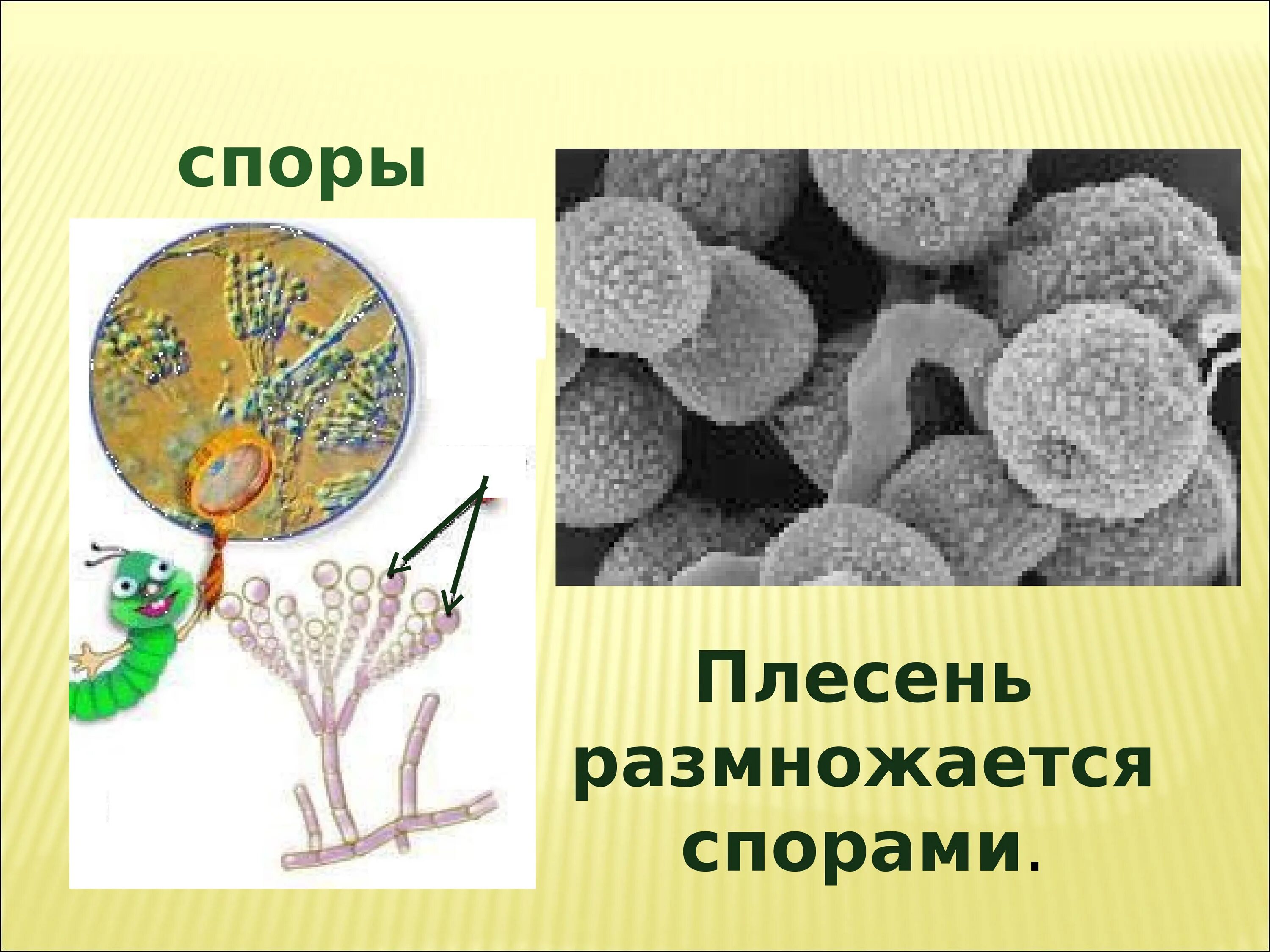 Грибы мукор пеницилл дрожжи. Гриб мукор и пеницилл. Мукор продуцент. Плесневые грибы продуценты. Мукор презентация.