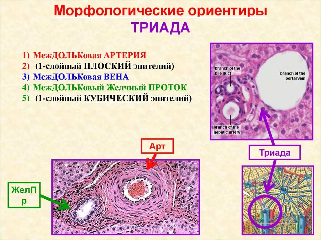 Триада печени. Междольковая Вена печени гистология. Триада печени гистология. Междольковая артерия печени гистология. Междольковая Триада гистология.