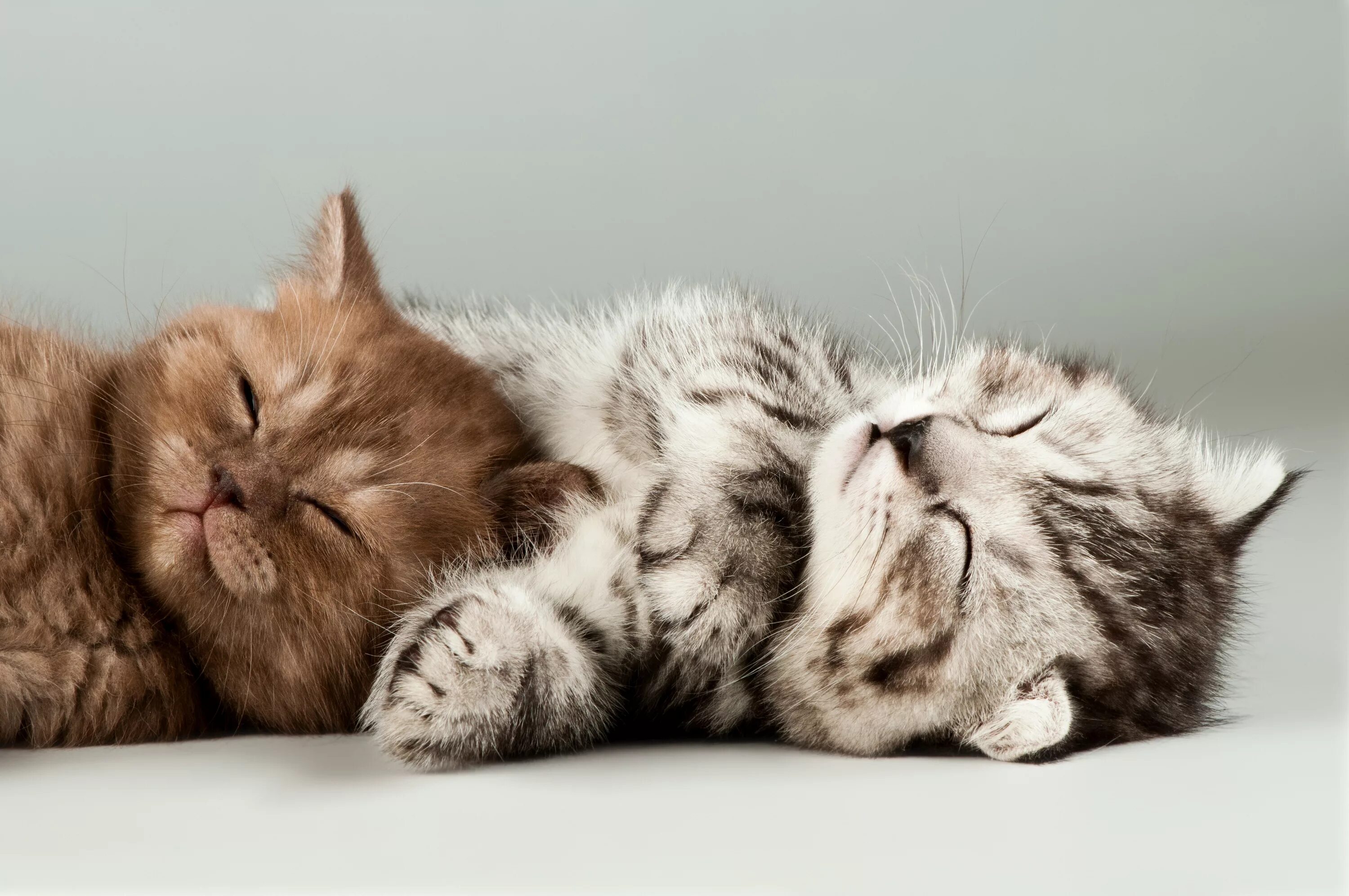 Спокойный это какой. Красивые котики. Милые кошки. Спящие котята.