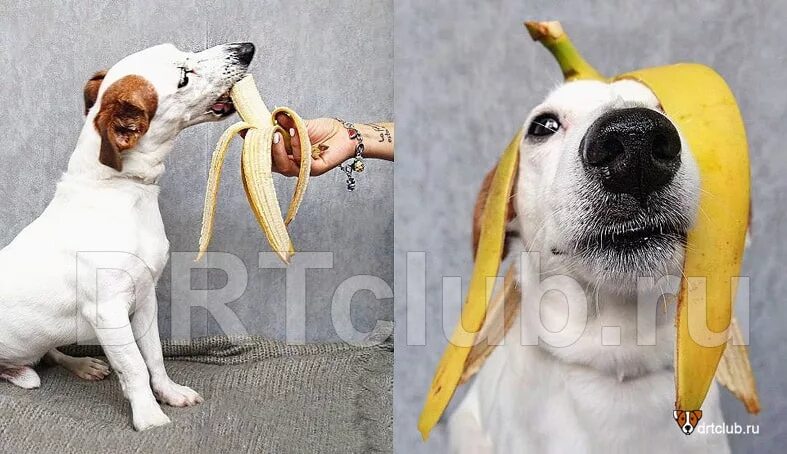 Можно собакам давать бананы. Собака банан. Собака и виноград. Собакам нельзя виноград. Можно ли собакам черешню.