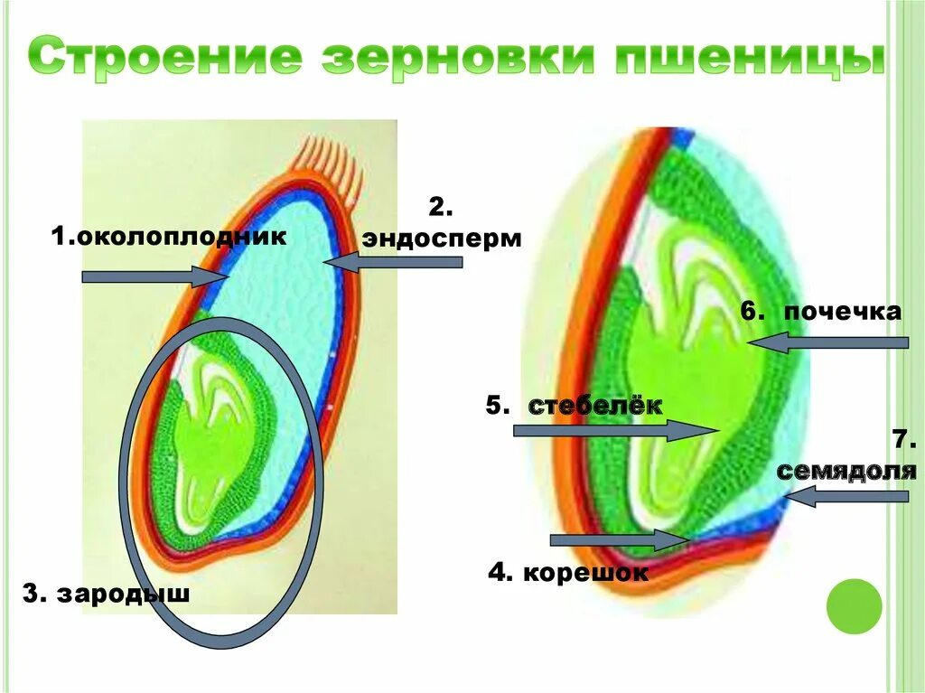 Почечка функции. Строение семени покрытосеменных растений. Строение семян однодольных и двудольных растений. Строение однодольных покрытосеменных растений. Строение покрытосеменных растений двудольных и однодольных.