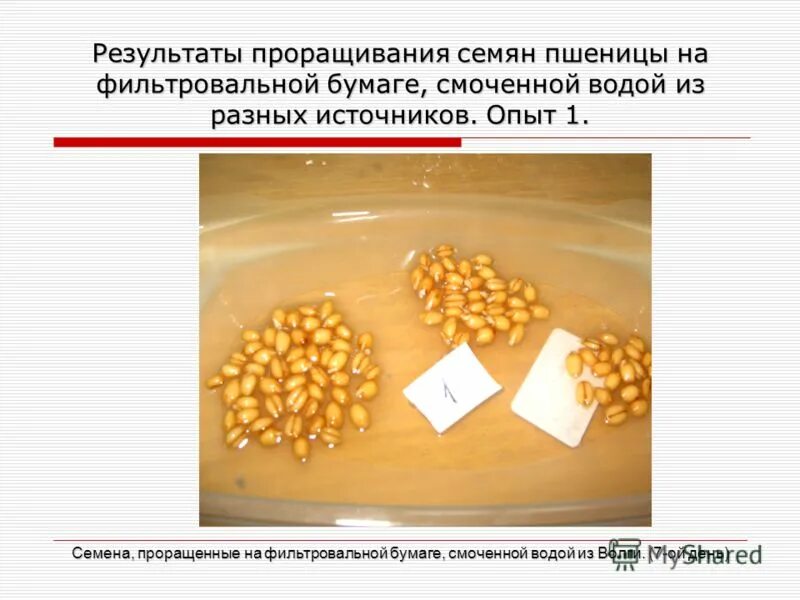 пшеница в стаканчике. прорастание семян пшеницы по дням. подземное прорастание зерновки пшеницы. опыт проращивание семян пшеницы. наблюдения за прорастанием пшеницы.