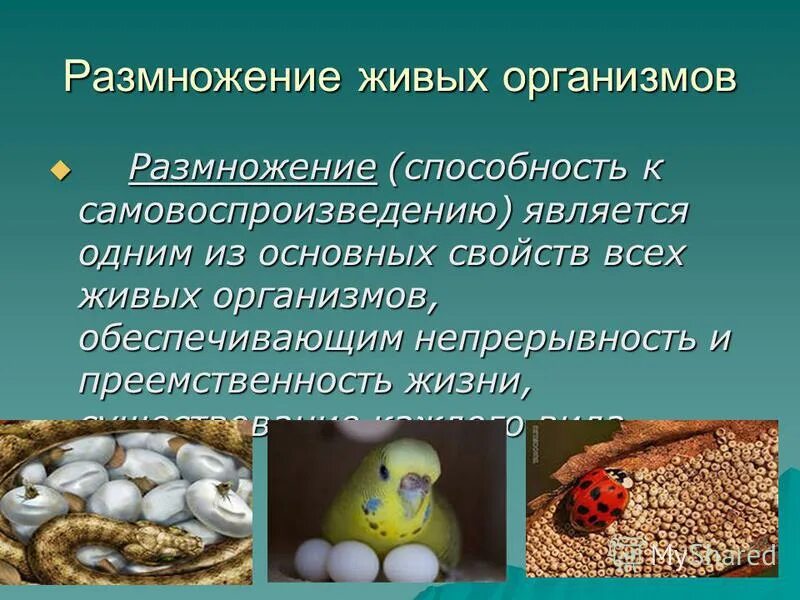 размножение свойство живых организмов. размножение живых организмов. свойства живого размножение. размножение как свойство живого. почему размножение считают важнейшим свойством живого.
